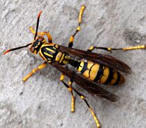 Butterfly: Hubee bumblebee membrane winged insect specimens Bio-specimen students Natural science education