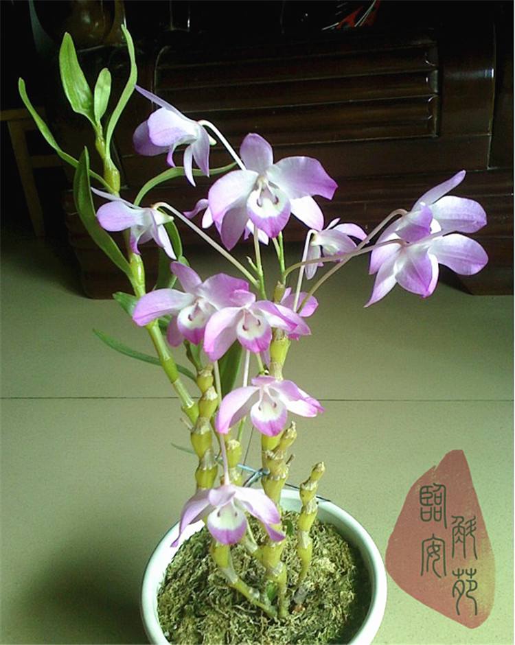 越南樱石斛原生品种 附生吊兰花卉绿植盆栽观赏药用矩唇石斛吊兰