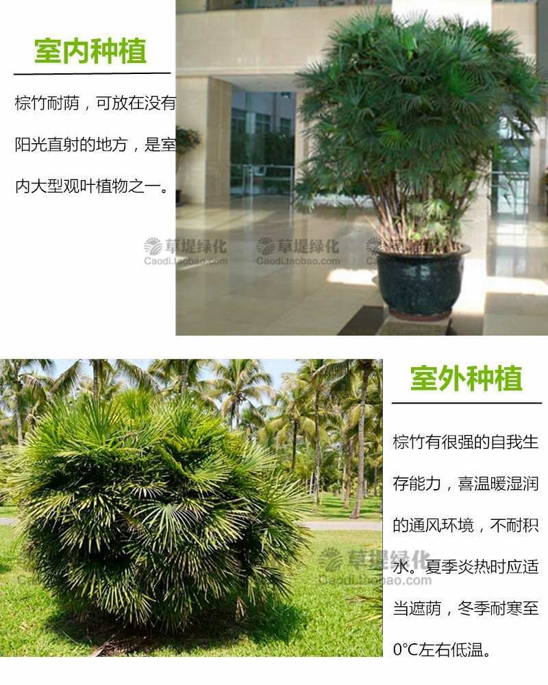 细叶棕竹金山棕竹小苗 小叶观音竹棕榈常绿万年青植物 室内大盆栽