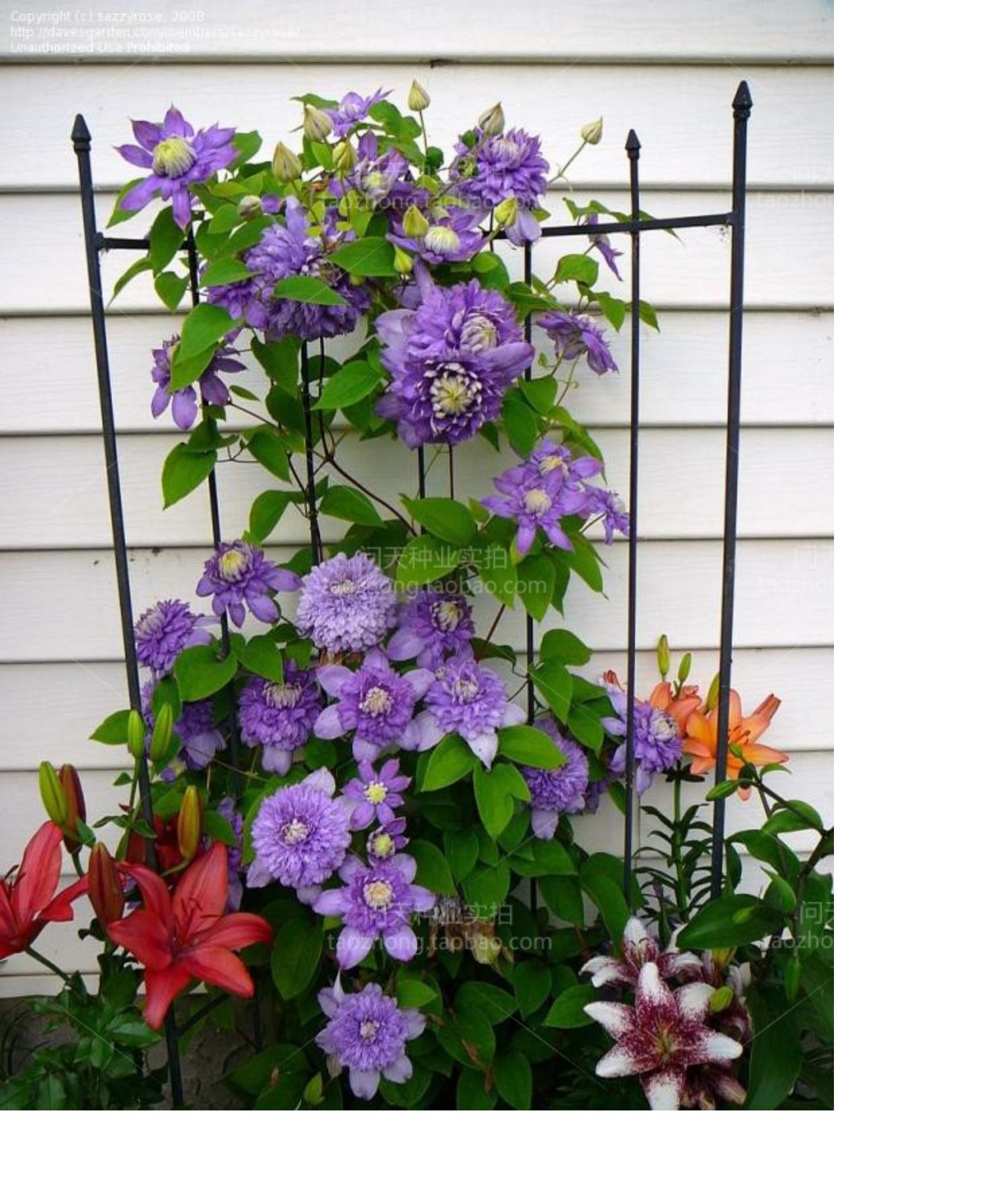 铁线莲绣球矮牛爬藤植物盆栽花苗阳台庭院攀援花卉多年生重瓣大花