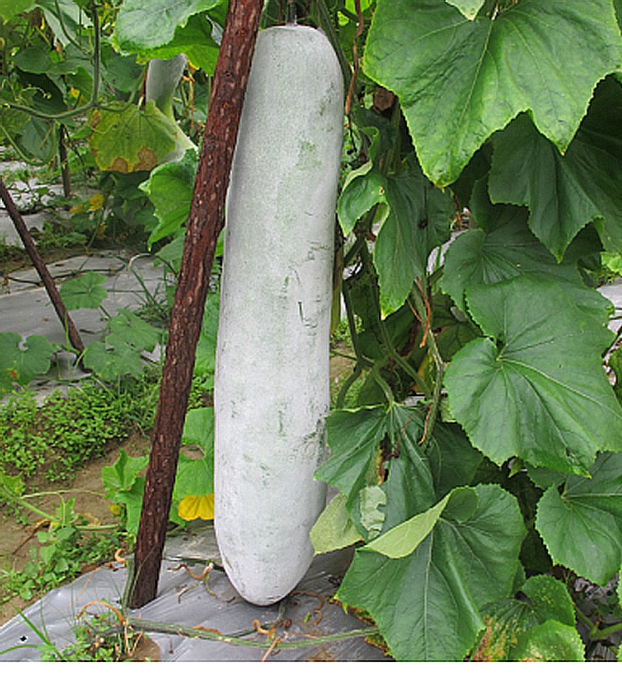 特大粉皮冬瓜种子 适合庭院菜园种植 蔬菜种子 好吃肉厚 不空心