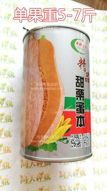 Premium Honey Secret Pumpkin Four Seasons Spring Vegetable Seeds ມີຄວາມບໍລິສຸດສູງ ຄວາມຫວານສູງ ຜົນຜະລິດສູງ