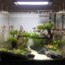 Water grass landscaping package Moss tree landscaping package grass tank landscaping package Moss tree River scenery good feed