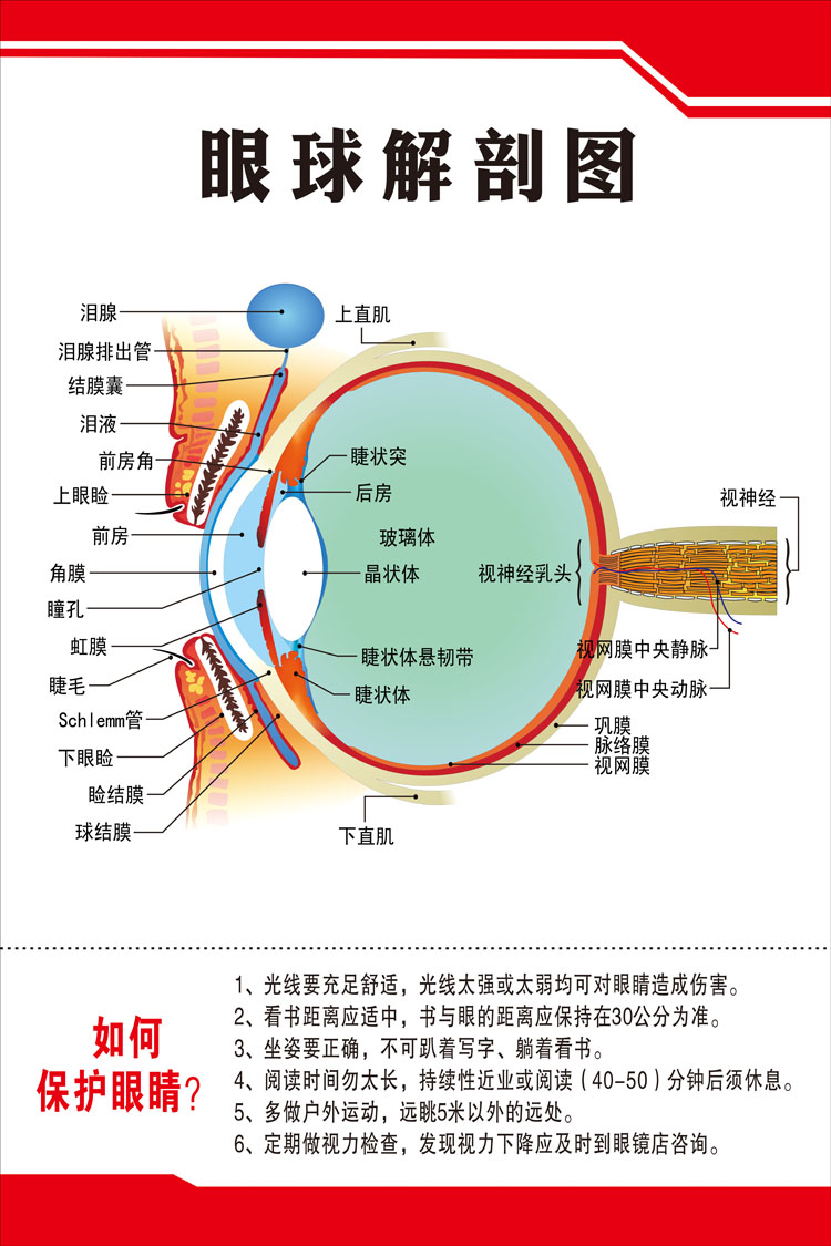 医院眼睛眼球结构图 眼球解剖图剖面图 海报挂图展板贴画挂图海报