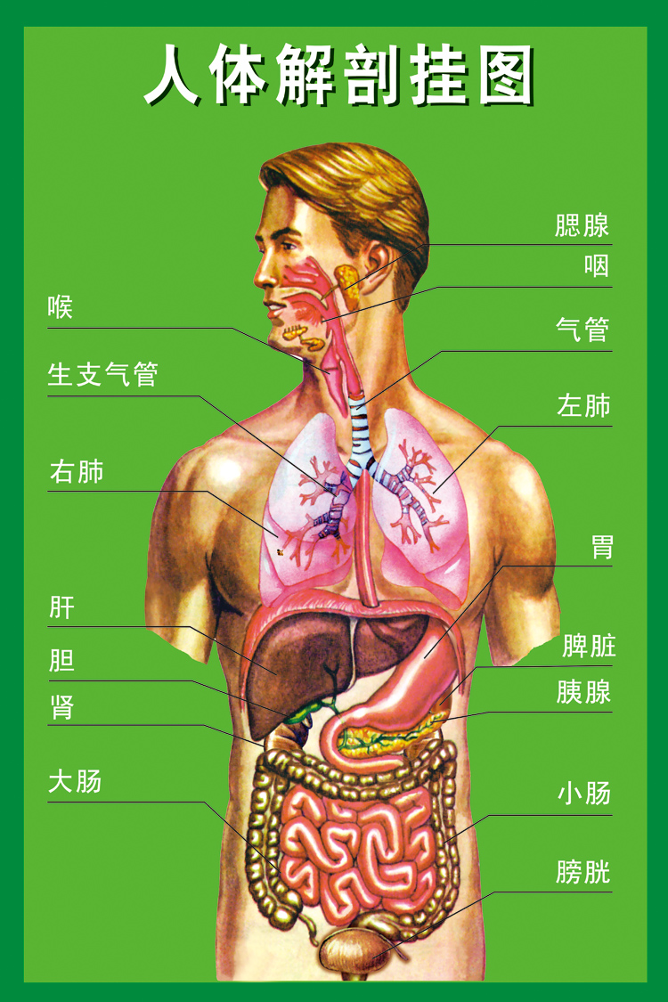 人体器官内脏解剖系统示意图医学宣传挂图人体心脏结构图医院海报