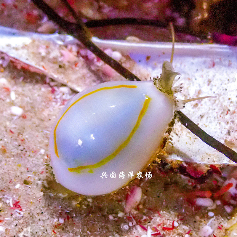 金环宝螺 食藻螺除红泥杂藻不吃珊瑚牛眼螺蝾螺紫点星螺兴国海洋