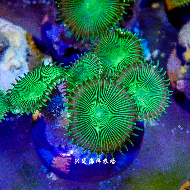 绿色大眼纽扣 珊瑚海水鱼活体珊瑚幻彩纽扣绿纽扣带顺丰快递包活