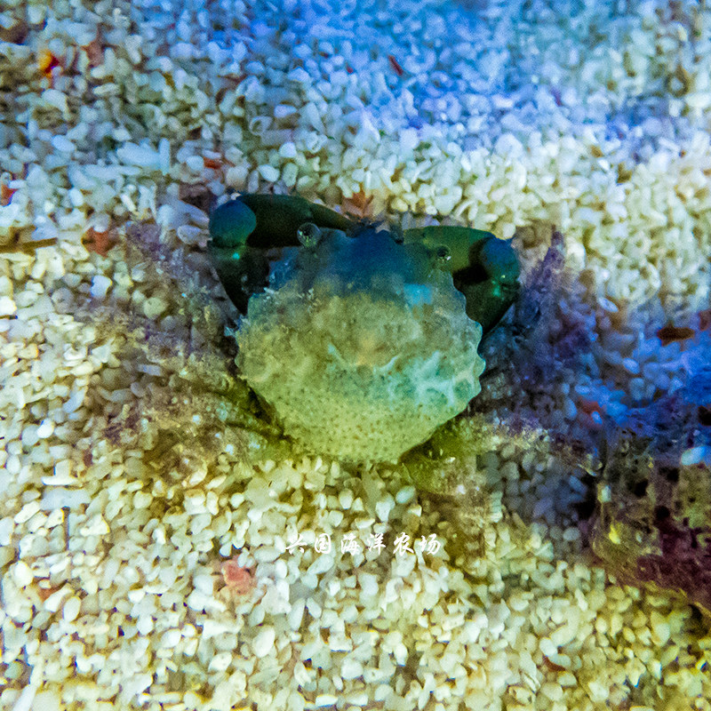 绿宝石蟹 海葵蟹瓷螃蟹活体海水鱼缸夏威夷除藻气泡养定快递包活