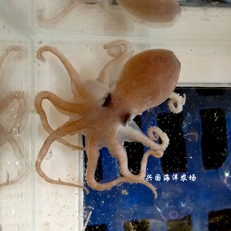 活章鱼 八爪鱼 海水观赏鱼活体章鱼乌贼鱿鱼墨鱼保罗宠物快递包活