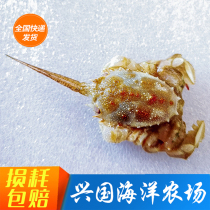 Antenna Crab Remarkable Jonna Crab Seawater Fish Living Sea Cylinder Overturning Sand Bio Cleaning Residual Bait Small Crab Bag Live