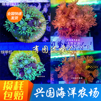 Picture Selection Red Single Bag Green Single Bag Red Gem Flower Artificial Red Single Bract Red Coral Manual Express Package Live