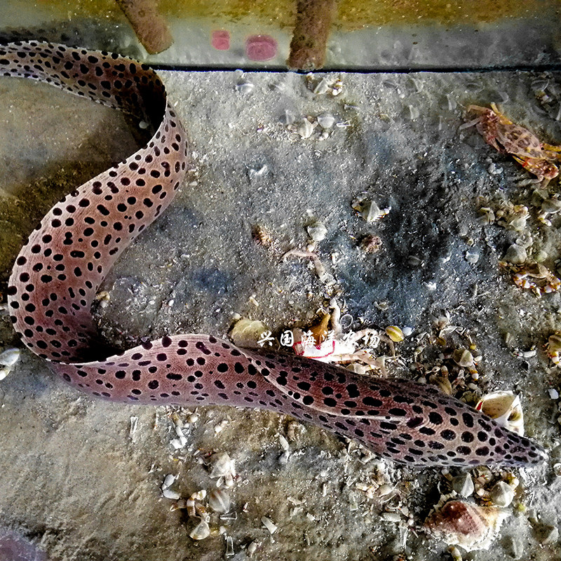 斑点鳗 钱鳗虎鳗薯鳗活体海水鱼鳗鱼观赏宠物鱼快递包活兴国海洋
