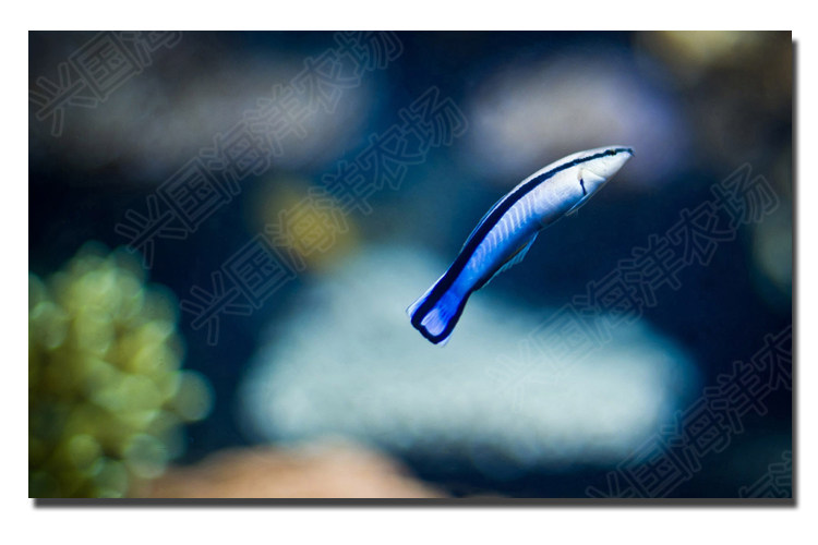 医生鱼 飘飘 裂唇鱼海水鱼活体兴国海洋农场快递发货包活治寄生虫