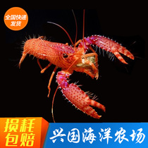 Red Light Shrimp Seawater Fish Living Shrimp Purple Light Shrimp Flame Shrimp Turtle SHRIMP Shrimp Express Package Live Xingguo Marine Farm