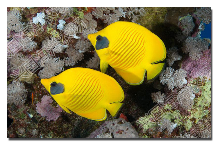 黄金蝶 红海黄金鲽鱼霞鲽活体海水鱼养定发货兴国海洋农场快递