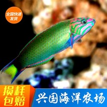 Green dragon flower noodles green dragon Tsing Yi dragon boat fish seawater fish living turning sand and eating worm londhead fish delivery bag live