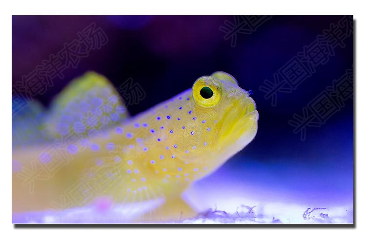 黄金虾虎 黄虾虎鱼海水鱼珊瑚缸活体海洋生物翻沙小丑鱼快递包活