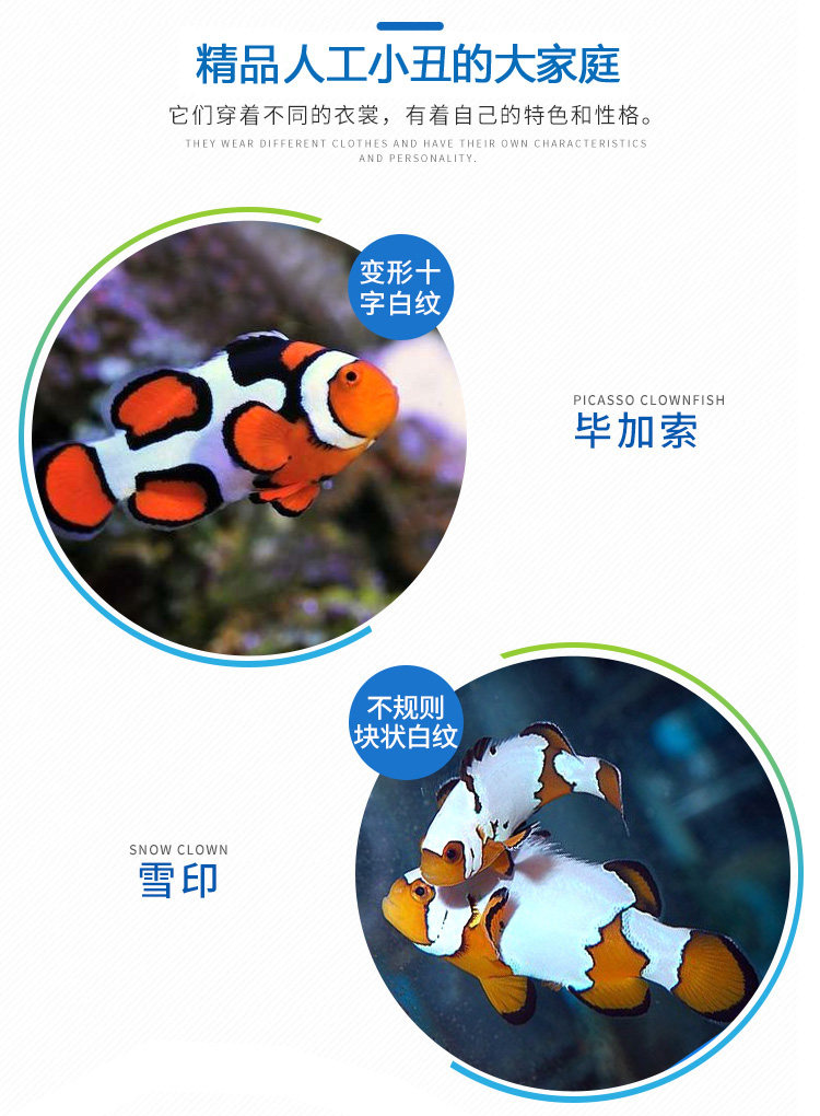 人工毕加索小丑鱼活体3.5cm海水鱼养定快递包活两条包邮公子小丑