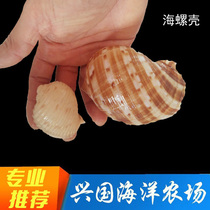 Sea snail shell in sea snail shell pacifier Small sea anemone not running house Coral Fish Vat to build Xingguo Marine Farm