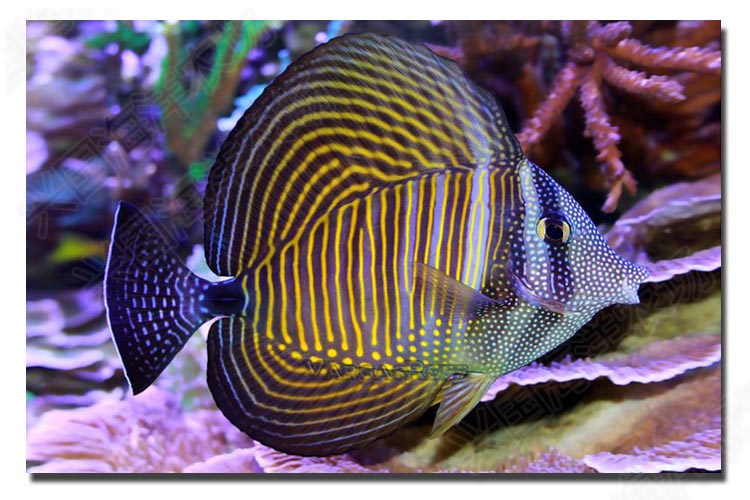 珍珠大帆吊海水鱼活体吊类蓝吊黄金吊食藻海缸除藻养定快递包活