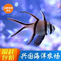 Paris Angels Surabaya Rose Bali Angel Small Seawater Fish Live Clown Fish Big Eye Express Package Live