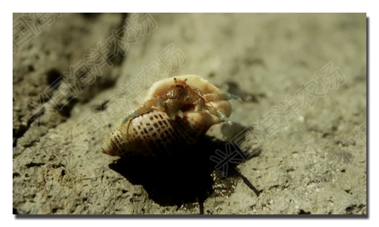翻沙寄居蟹 活体海水鱼缸翻砂海星翻沙生物快递发货包活兴国海洋