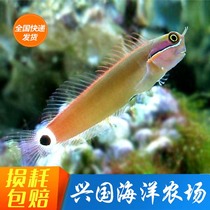 Clown Shrimp Tiger Living Seawater Fish Sea Cylinder Coral Vat Safe Except Algae Eat Algal Bio Watermelon Planing Express Package Live