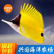 Yellow Rocket Yellow Tweezer Mouth Fish Living Seawater Fish Coral Fish Tank Pet Three Foster Express Package Live Butterfly Fish