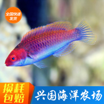 Blue Side Parrot Dragon Purple Head (Red Head) Parrot Dragon Head Fish Live Marine Fish Coral Fish Vat Eat Bug