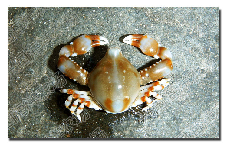 翻砂玉蟹 翻沙蟹海水鱼缸活体小螃蟹翻沙生物翻砂利器兴国包活