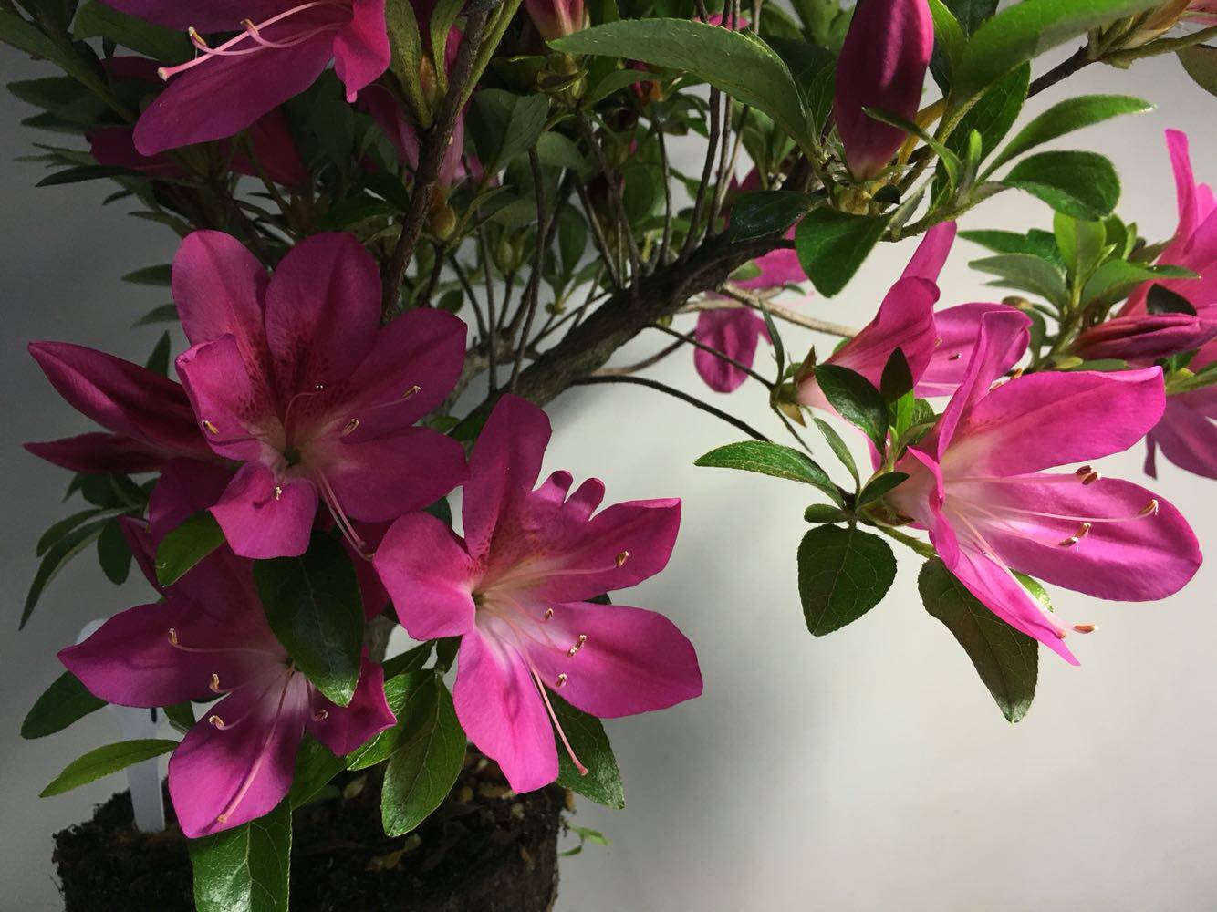 新一波皋月杜鹃小老根翠扇明日香若慧