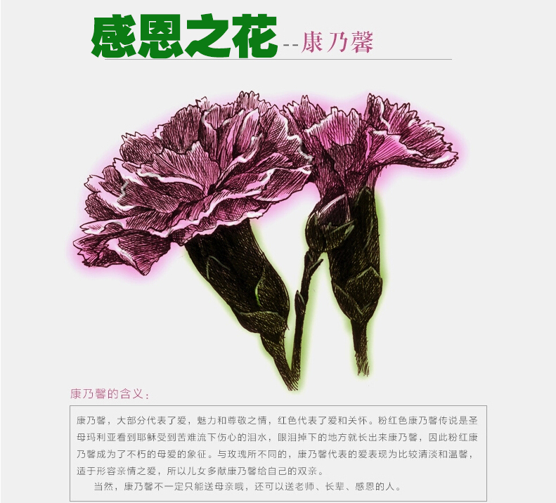 不同颜色康乃馨花语图片