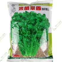 Roman iron coriander seeds seed coriander seeds heat-resistant and high-yield four seasons sowing aroma rich seeds