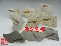 Paleo-wolf finfish genuine fossil priced natural fossil quartz specimen specimen script research triplet