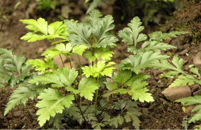 黄连100克g中药材川连 代打黄莲粉川黄连粉 黄莲【经方集】