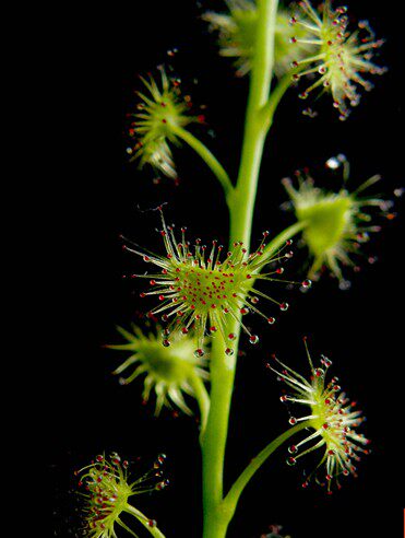 新鲜光鄂萼球一滴粒金丹落地珍珠地下明珠陈伤子茅膏菜根种子中 焦作