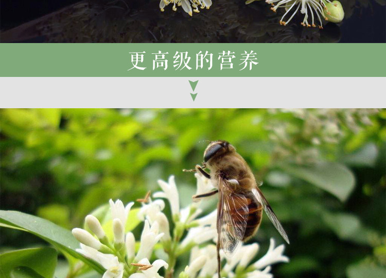 东北黑蜂蜂群
