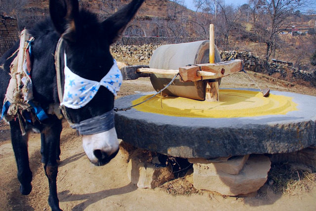 山西石碾小米 极品纯天然生态小米 稀有滋补米 超沁州黄 5斤包邮