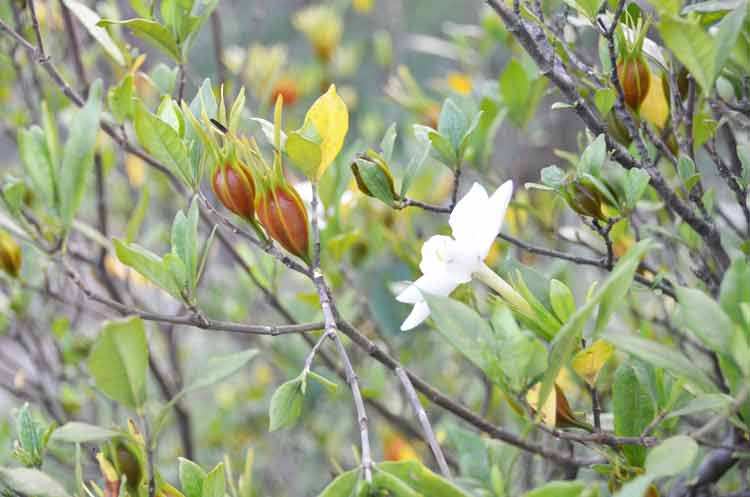 满月宝宝有黄疸用栀子煮水给宝宝洗澡可以