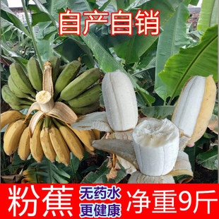 guangxi powder banana fresh fruit glutinous rice banana 10 kg with box powder banana sweet glutinous powder coke saigon banana milk banana millet banana