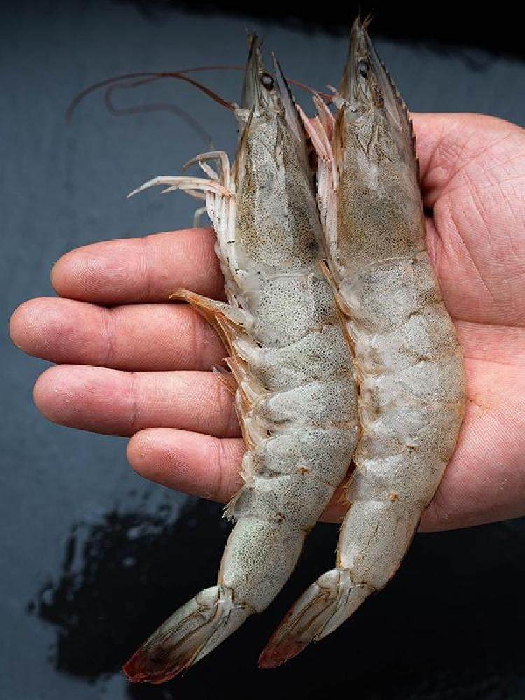 食务链鲜活速冻超大海虾青虾对虾基围虾