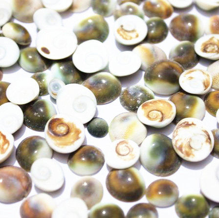 太阳贝贝壳海螺地台家居装饰收藏鱼缸地中海工艺品0.71.5cm