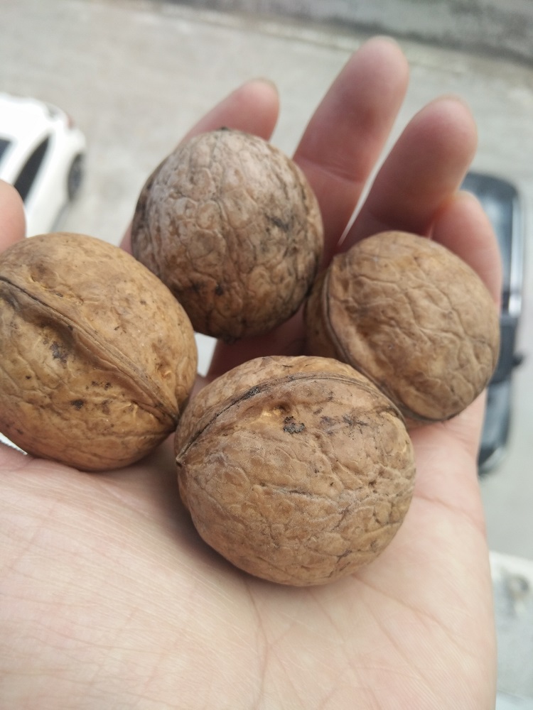 西藏特产林芝朗县核桃 千年老树山核桃 醇香饱满朗县核桃 5斤包邮