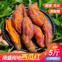 Fresh watermelon red Heart sweet potato farmhouse Self-planted sandy sugar Heart Nansheng Sweet Potato Sweet Potato 5 Cati Now Dig