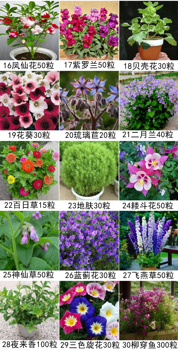 四季花的种类大全图片图片