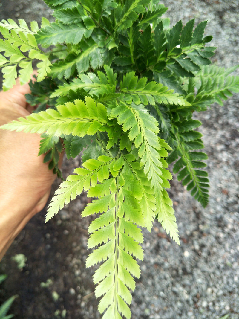 蜥蜴蕨盆栽 印度冬青蕨绿植 桌面盆栽 室内植物 多年生 常绿 好养_双
