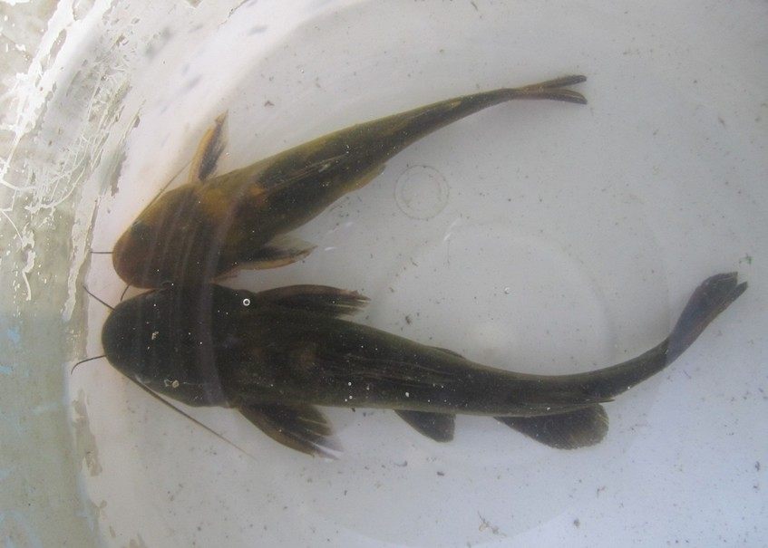 黄颡鱼苗 疙阿 黄辣丁 刺疙疤鱼 刺黄股 昂公 汪丁苗 黄骨鱼苗