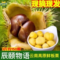 Chen Summer Palace Flagship Store Yunnan Alpine Raw Plate Chestnut Hairy Chestnut Fresh Chestnut Cone to Mao Ball Oil Chestnut Kernel 3 catties