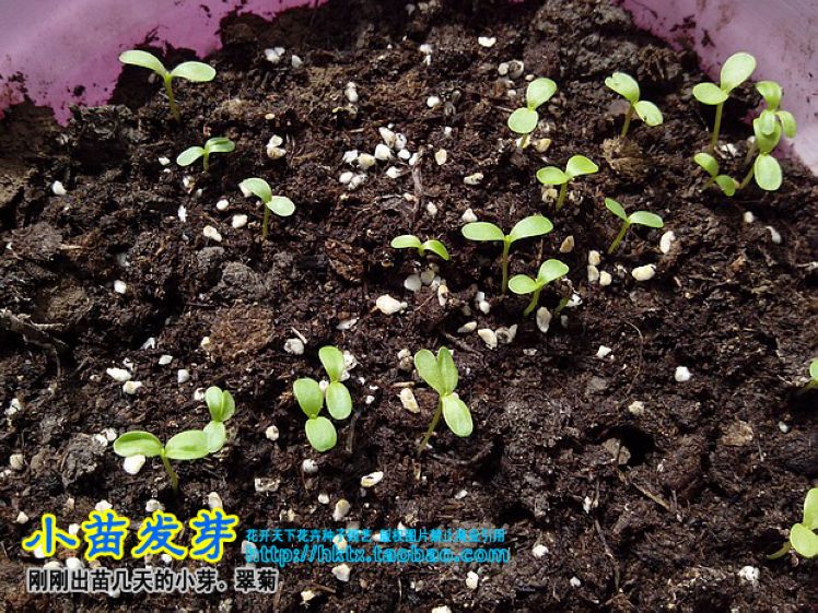 翠菊种子 混色重瓣室内阳台盆栽绿植 好看易种春夏播花卉花籽50粒