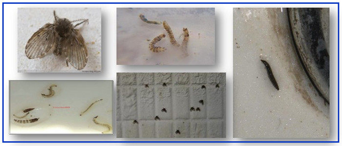 no3.蛾蚋(地沟蝇)幼虫和成虫